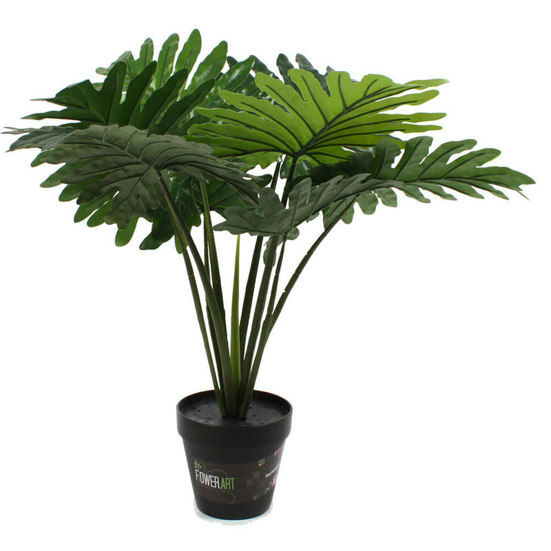 Plant in Pot 60cm